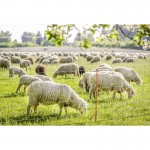 Ηλεκτροφόρο δίχτυ για πρόβατα 90cm
